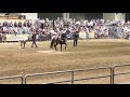 5/5/2018 Caballos Bailadores la Feria De El Caballo Español