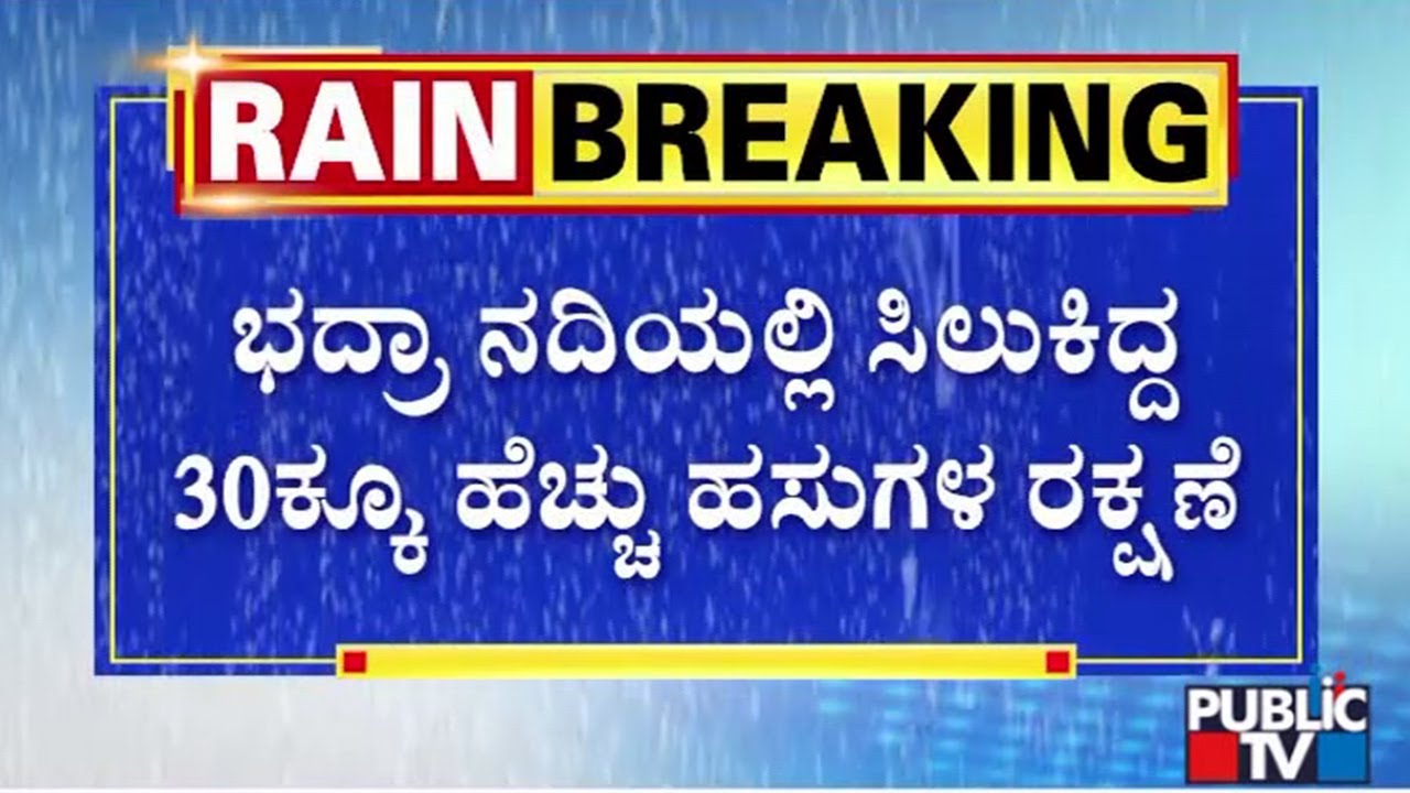 Cattle Stranded In Bhadra River Rescued | Chikkamagaluru - YouTube