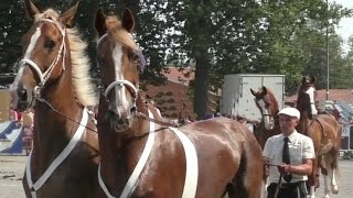 Fiera equina Ivrea San Savino 2016  - valutazione cavalli