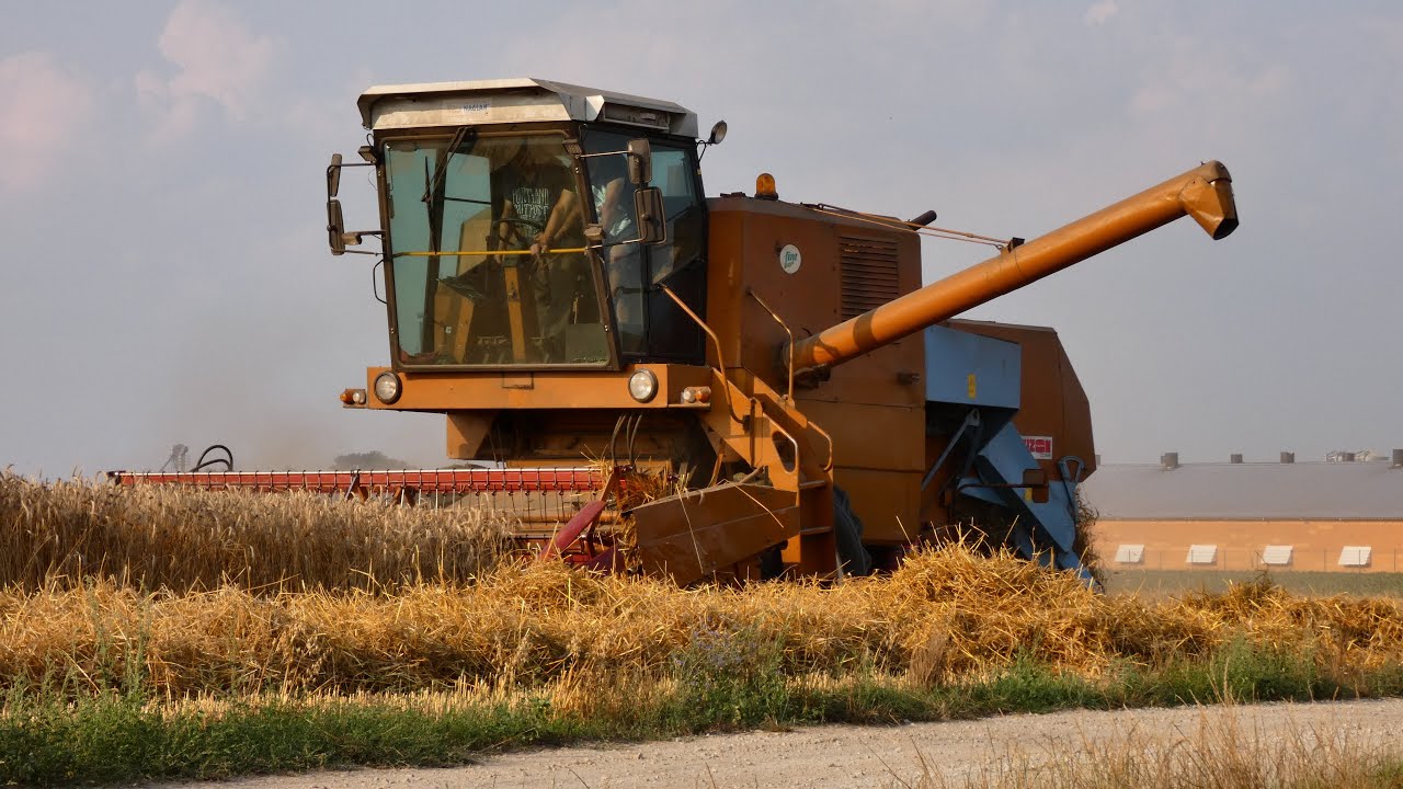 Żniwa 2021 | BIZON Z056 | Kubota M95GX-IV | Wielkopolska
