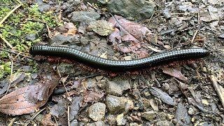 🐛 🌱🌍 Archispirostreptus gigas, giant African millipede, shongololo or Bongololo