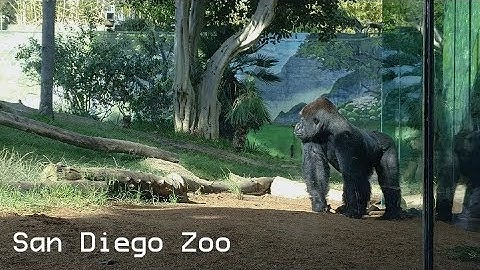 Kdenlive Color Grading Test