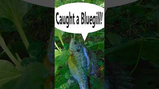 Caught a Bluegill! #shorts #fishing #bluegill