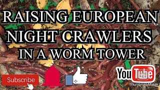 Raising European nightcrawlers in a worm tower the easy way #worm composting