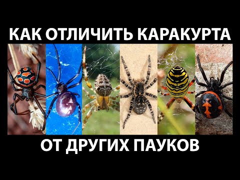 Как отличить каракурта от других пауков. Развенчание мифов