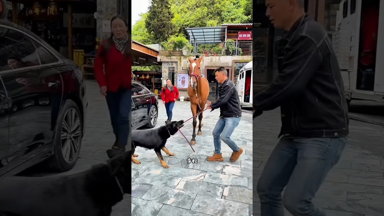 The owner and his dog brought back their favorite pet horse.