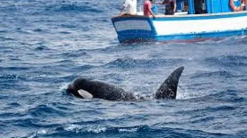 3 Boats sunk After Apparent Coordinated Orca Attacks British couple sailing through #usa #british