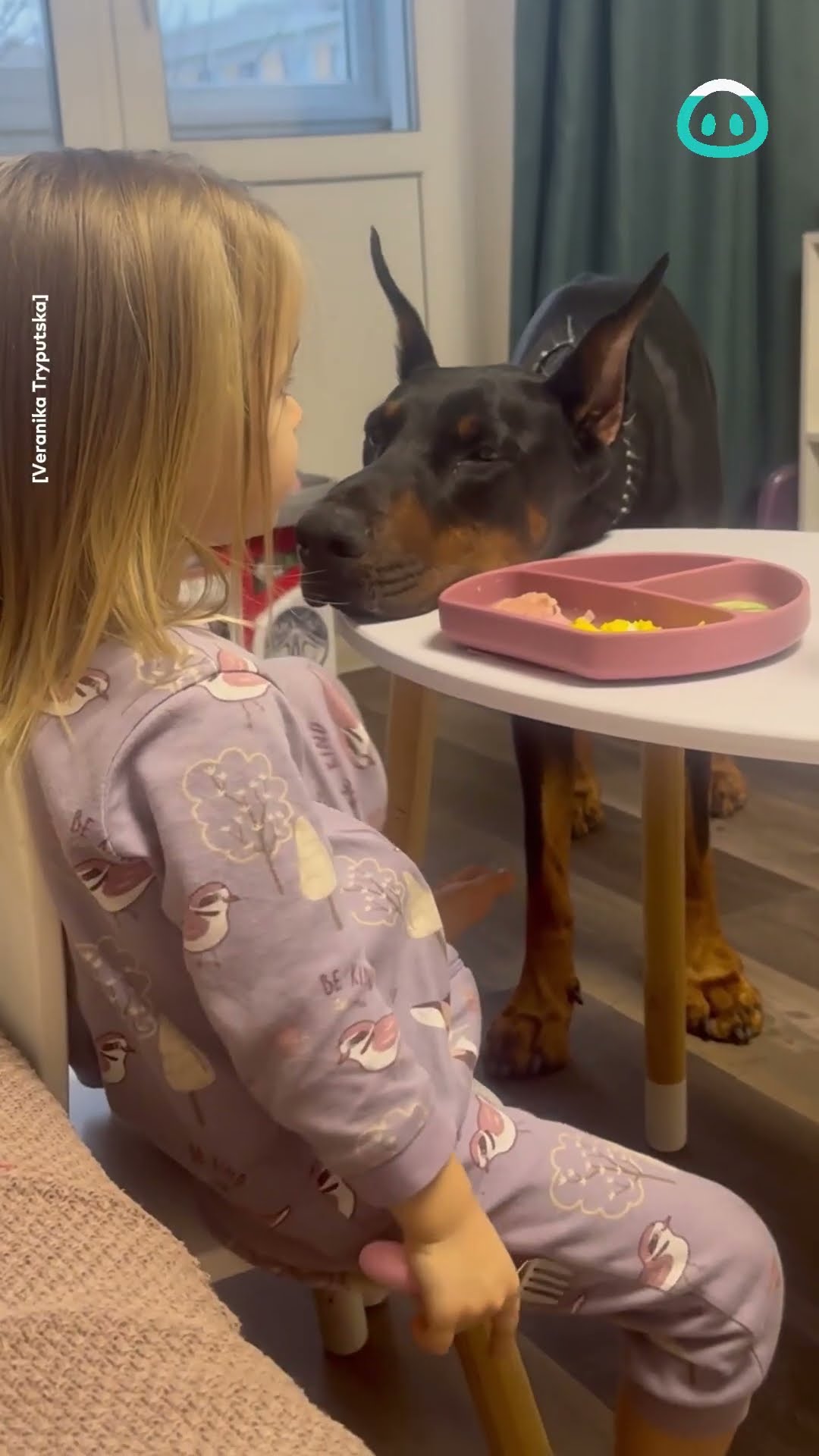 Dobermann Wants Little Human To Play || ViralHog