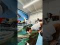 Arapaima VS Cat