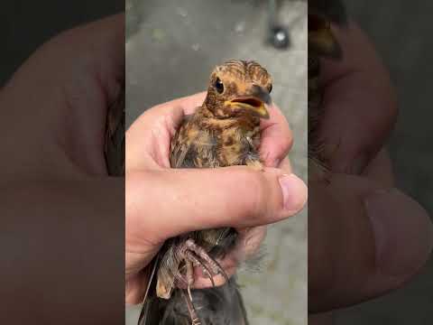 This young blackbird is about to be released after he got stuck... again...