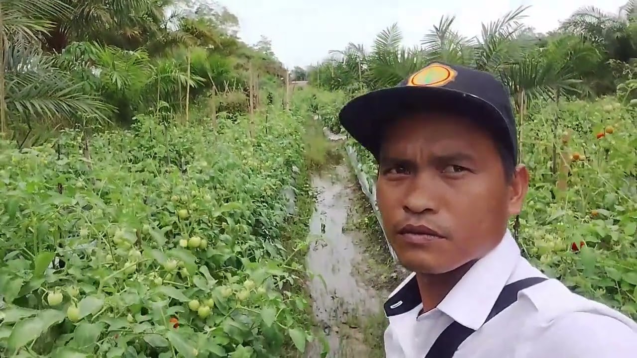 Kebun Petani Sukses