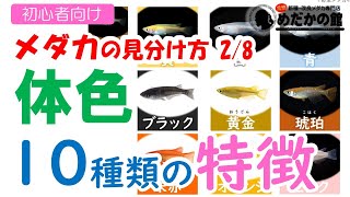 【メダカの見分け方 2/8】メダカの体色 10種類の解説