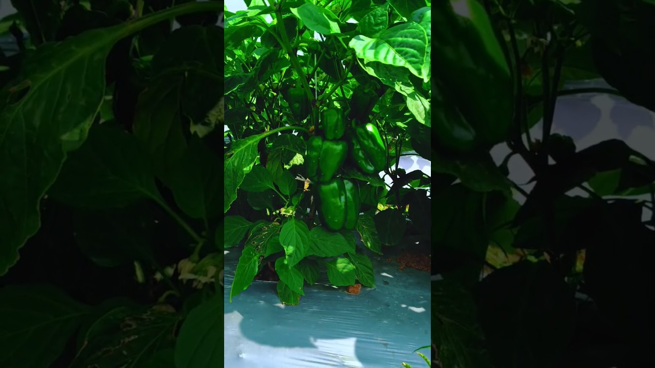 agri content creator 📷🌿🫑👑❤️💯😎🌾 