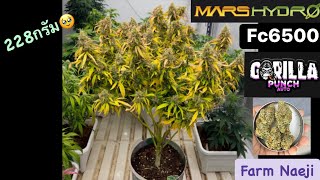 ปลูกกัญชาออโต้ Gorilla punch Auto @MarsHydro_official Fc6500