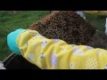 разведение пчел (пчелосемей) способом "на пол лета" для начинающих пчеловодов Часть перва