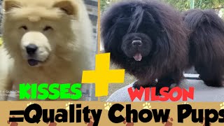 CHOW CHOW STUDS THAT WERE EXTREMELY FLUPPY & QUALITY/ KENNEL VISIT & STUD SESSION OF KISSES & WILSON