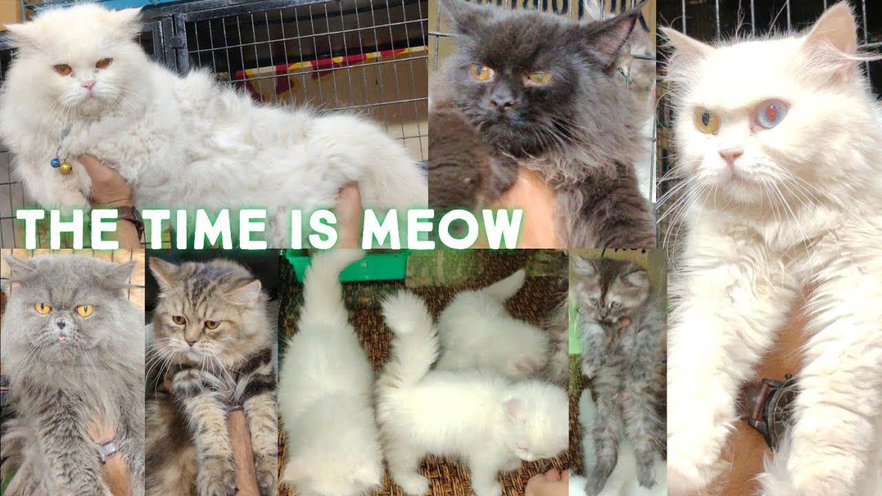 the time is meow Persian kittens in Hyderabad Persian cats semi punch 🐈 YouTube