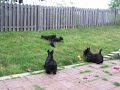 Locksley Scotties at Play - William & Kate 9 Weeks.mov