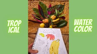 Watercolor Tropical Leaves and Fruit: LIVE from Amazonia
Join me painting Tropical Leaves and Fruit from the Ecuadorean Amazon. We will practice techniques for sketching quickly, wet on wet watercolor for patterns, and color matching the fun colors.
Fruit and Leaves include:
Cacao
Papaya
Guineo Maqueño
Mango?
Tamarillo?
Aroids
Terminalia
These techniques can be used for travel sketching, nature journaling or botanical illustration.
#naturejournaling #naturejournalshow #watercolor Watercolor Tropical Leaves and Fruit: LIVE from Amazonia