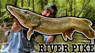GOLIATH PIKE Crushes My SWIMBAIT at the Bank | PASSAIC RIVER, New Jersey