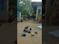 Viral shorts shortkabutar ki pigeon xyz birds lover birds animals birdslover