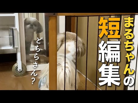 【シーズー】可愛すぎてボツにできなかった…まるちゃんの短編集① -5本立て-【105】
