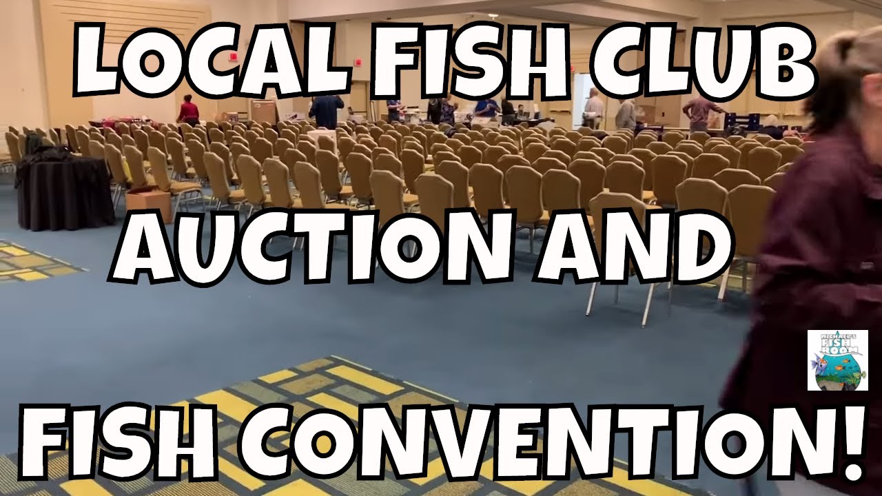 Local Fish Club Auction and Tropical Fish Convention! YouTube