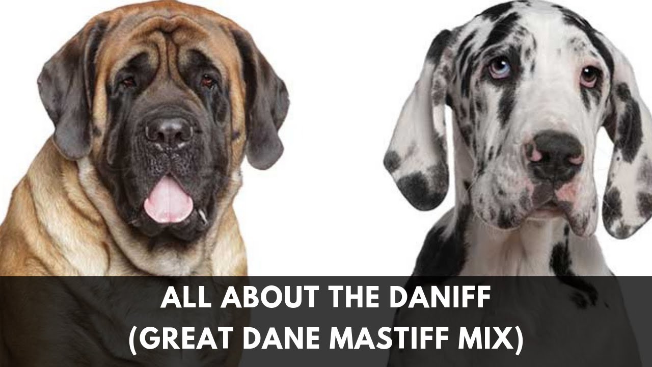 mastiff dane mix