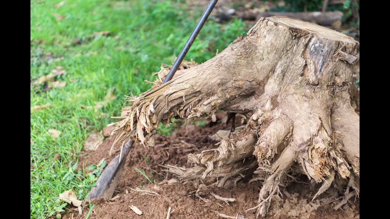 How to remove a tree stump - YouTube