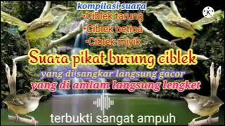 @dedyjosh Suara pikat ciblek jamin langsung lengket // pancingan ciblek pasti burung anda gacor