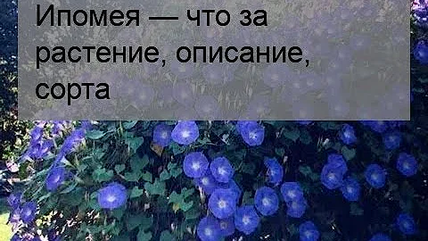 Ипомея — что за растение, описание, сорта