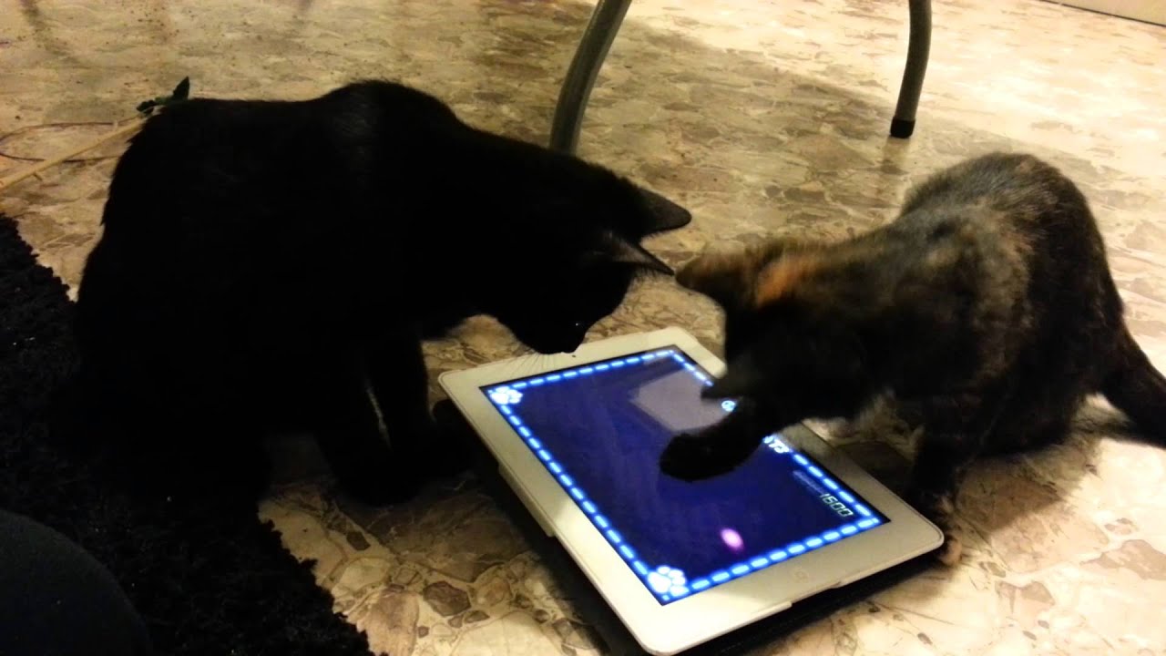 Best IPad game for cats (not humans) YouTube