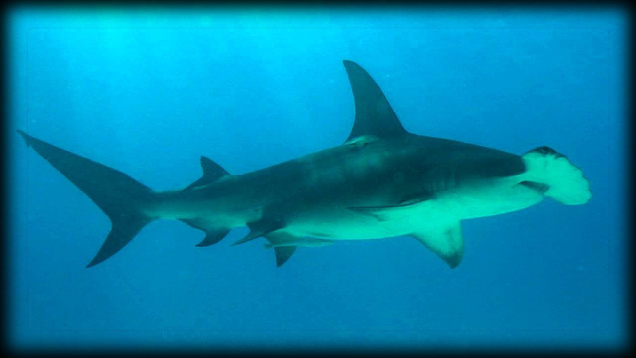 wwe championship Great Hammerhead Sharks 01 Narration