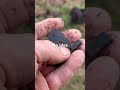 Researching Still? #metaldetecting #metaldetector #history #treasure #viral #shorts