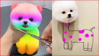 كلب صغير مضحك ولطيف |Funny and Cute Pomeranian