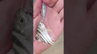 Ultralight Fishing Phuket. #fishingthailand #ultralightfishing #ultralightjigging  #phuket