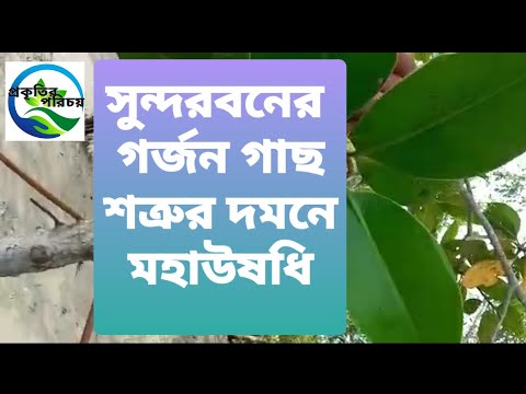 ভিডিও: সিডিতে এমপিথ্রি বার্ন করার টি উপায়