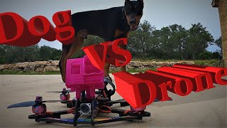 FPV Drone Versus Dog