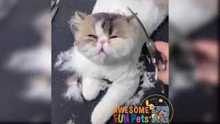 Cute Funny Cats | Try Not To Laugh | Funny Cat Videos Compilation #2 | Fun with Pets Tv by Fun with Pets Tv 331 views 3 years ago 4 minutes, 10 seconds