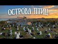 АТОЛЛ МИДУЭЙ - дом двух миллионов птиц