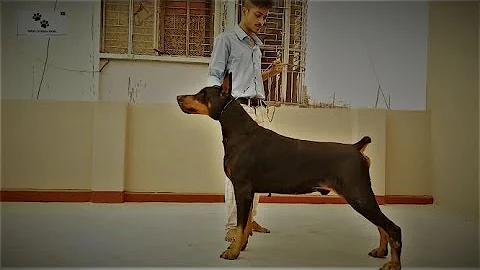 Video 3102121: royal bengal, popular breed, dog breed, longing
