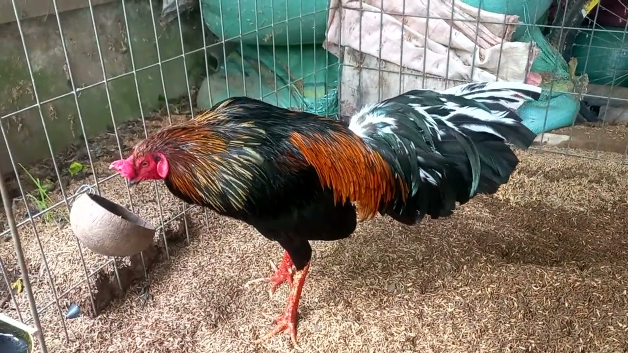 0901637956(27/9/2025). Ngày mới vui vẻ cùng những chú gà!