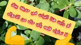 فوائد اوراق الرجلة 🍀🌱☘اذا عرفتها لن تتردد في اكلها 👍💪💪💪