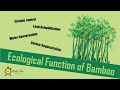 Thinkbamboo ecological function of bamboo