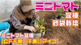 ミニトマト定植　砂袋栽培もしてみました【フルティカ】【千果】【CF千果】【アイコ】【トマト】【ミニトマト】【接ぎ木】【夏野菜】【栽培】【育て方】