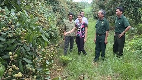 Thạch Thành chuyển đổi đất lúa kém hiệu quả sang cây trồng có giá trị kinh tế cao