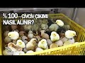 KULUÇKA MAKİNESİNDEN %100 ÇIKIM NASIL ALINIR ? (Puf Noktalar, İba Kuluçka Civciv Çıkımı)