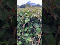 梅雨の一休みin富士市大淵笹場🗻🍵