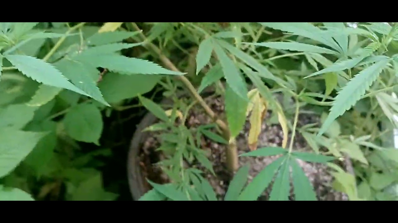 organic outdoor grow with  6 foot high plants