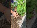 Fix weak tomato roots in one step! Burial method is so practical